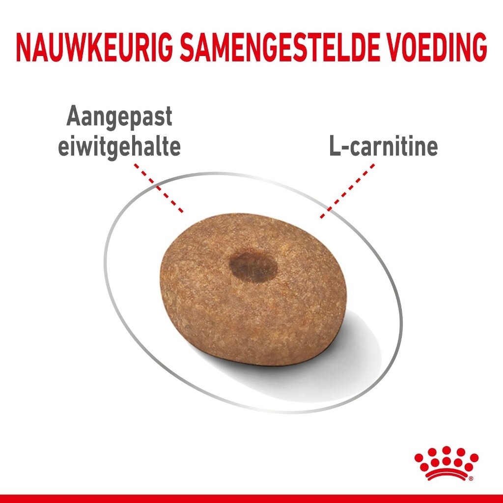 Royal Canin Mini Light Weight Care kleiner Hund mit Übergewicht